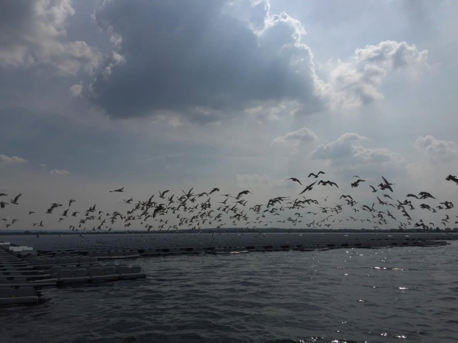 bird_droppings-21.jpg